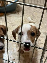 Cuccioli jack russell