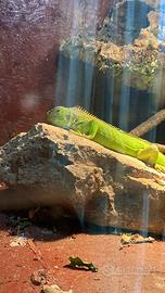Iguana iguana