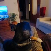 A famiglia affettuosa cane pincher di taglia medio