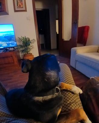 A famiglia affettuosa cane pincher di taglia medio