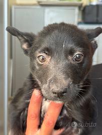 Cucciola mix pinsher taglia piccola in adozione