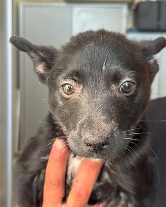 Cucciola mix pinsher taglia piccola in adozione
