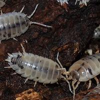 Porcellio Laevis Dairy Cow 15+ pezzi
