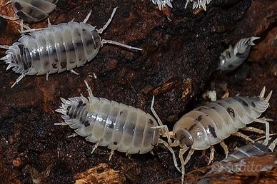 Porcellio Laevis Dairy Cow 15+ pezzi