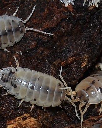 Porcellio Laevis Dairy Cow 15+ pezzi