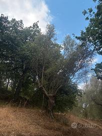 Piante di ulivo