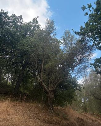 Piante di ulivo