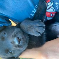Cuccioli di Labrador Retriever neri