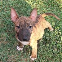 Bull Terrier miniature cuccioli