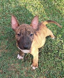 Bull Terrier miniature cuccioli