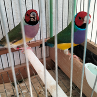 Diamanti di gould
