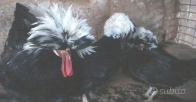 Galline Ornamentali