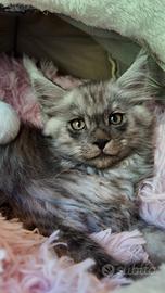 Maine coon disponibili dal 27 settembre