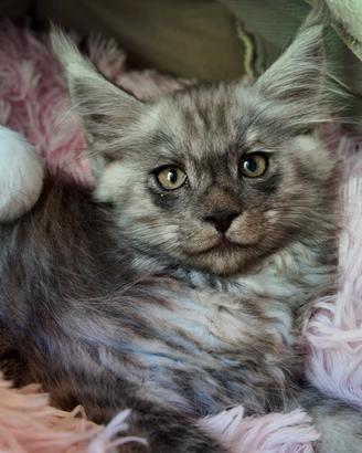 Maine coon disponibili dal 27 settembre