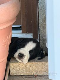 4cuccioli di cane di 2 mesi