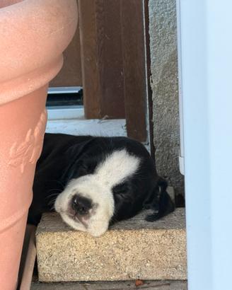 4cuccioli di cane di 2 mesi