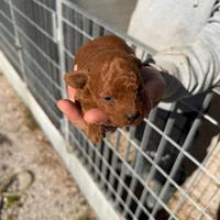 Cuccioli Barboncini mini toy