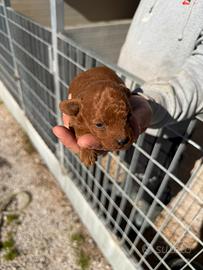 Cuccioli Barboncini mini toy