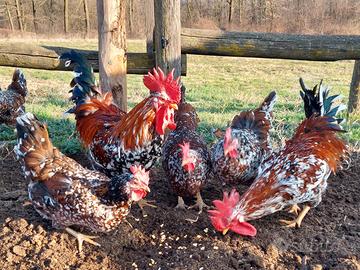 Millefiori di Lonigo