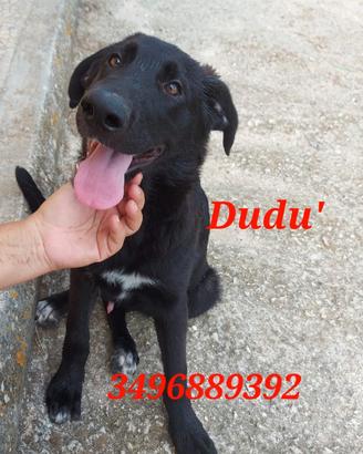 Cuccioli in adozione