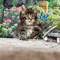 Maine Coon Femmina ALTISSIMO LIVELLO