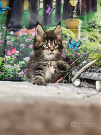 Maine Coon Femmina ALTISSIMO LIVELLO