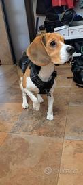 Beagle per monta