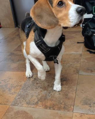 Beagle per monta