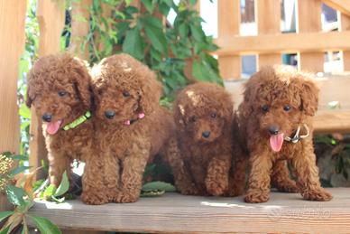 Cuccioli barboncino nano/toy rosso