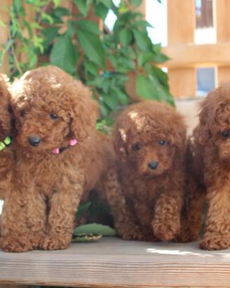 Cuccioli barboncino nano/toy rosso