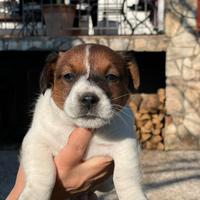 Cuccioli jack russell