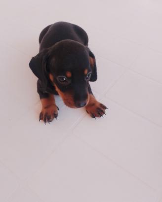 cucciolo bassotto nano maschio 