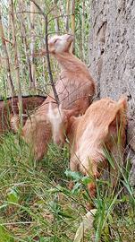 Caprette Incrocio saanen e camoscio dell'alpi