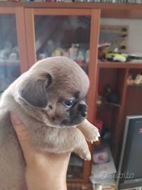 Chihuahua cucciola femmina