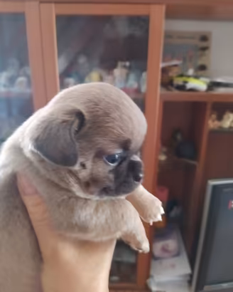 Chihuahua cucciola femmina