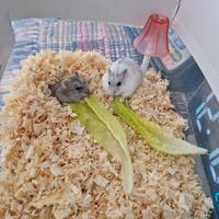 Criceti nani da REGALARE