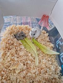 Criceti nani da REGALARE