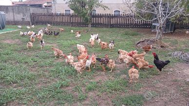 Galline nostrane
