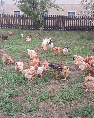 Galline nostrane