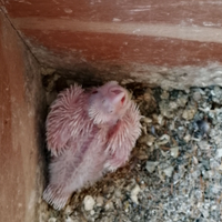 Calopsita da imbecco