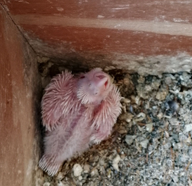 Calopsita da imbecco