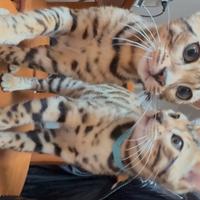 Bengala disponibili subito