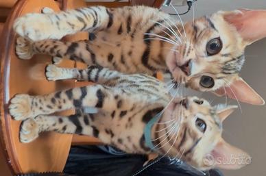 Bengala disponibili subito