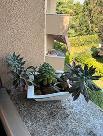 Composizione piante grasse