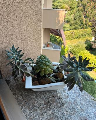 Composizione piante grasse