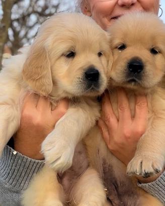 Cuccioli golden retriever di alta genealogia