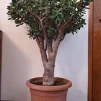 Albero di Giada-pianta della ricchezza (crassula)