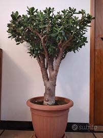 Albero di Giada-pianta della ricchezza (crassula)