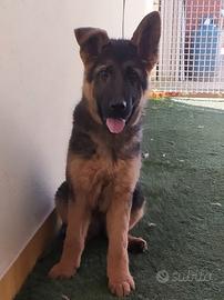 Disponibile cucciola di pastore tedesco di 4 mesi