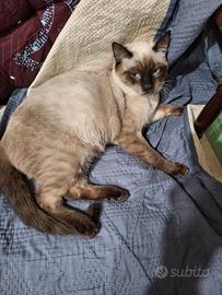 Gatto Siamese Seal Point